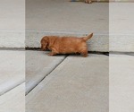 Small #2 Dachshund