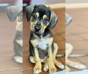 Labrador Retriever-Unknown Mix Dogs for adoption in Jefferson, NJ, USA