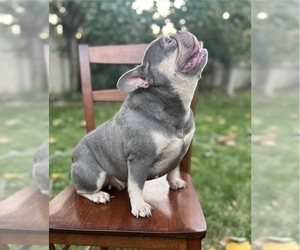 French Bulldog Puppy for sale in SACRAMENTO, CA, USA