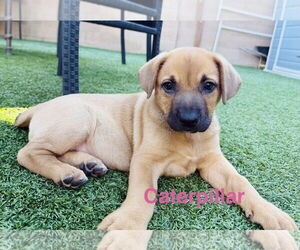 Shepradors Dogs for adoption in Mission Viejo, CA, USA