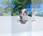 Small #2 French Bulldog