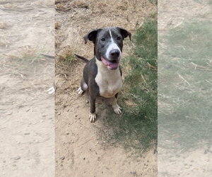 American Staffordshire Terrier-Unknown Mix Dogs for adoption in Jackson, MS, USA