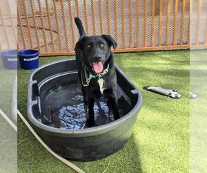 Labsky Dogs for adoption in Las Vegas, NV, USA