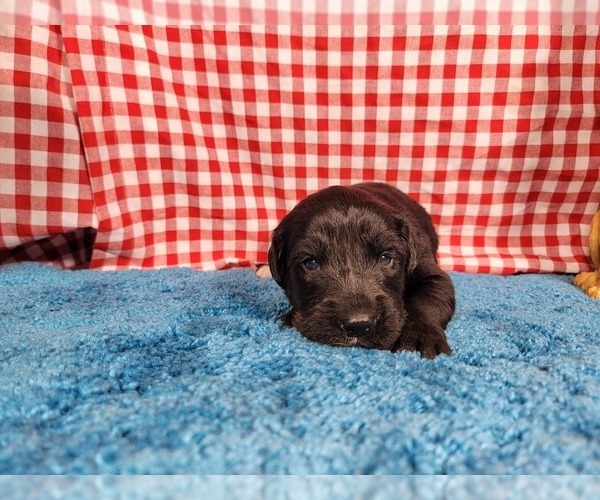 Medium Photo #85 Golden Mountain Dog Puppy For Sale in BLACK FOREST, CO, USA