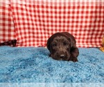 Small Photo #85 Golden Mountain Dog Puppy For Sale in BLACK FOREST, CO, USA