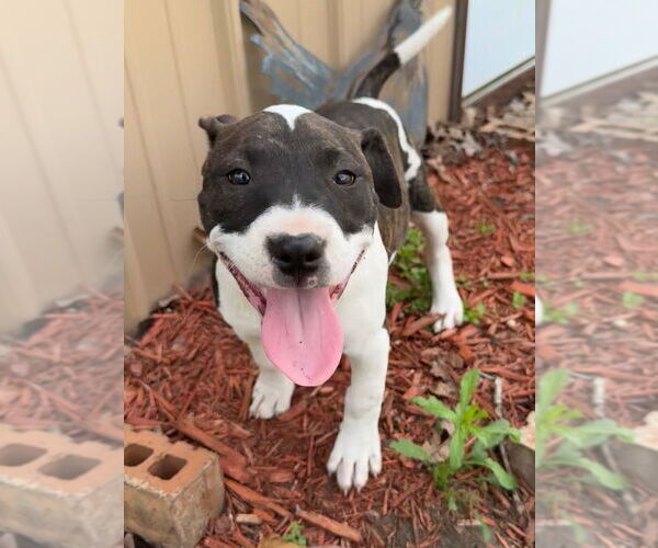 Medium Photo #5 American Pit Bull Terrier Puppy For Sale in Claremore, OK, USA