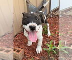 Small #4 American Pit Bull Terrier