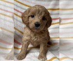 Puppy 1 Cavapoo