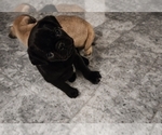 Small Pug