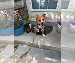 Small #1 Mutt
