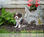Small #2 Cavalier King Charles Spaniel
