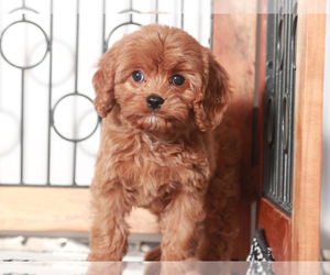 Cavapoo Puppy for sale in NAPLES, FL, USA