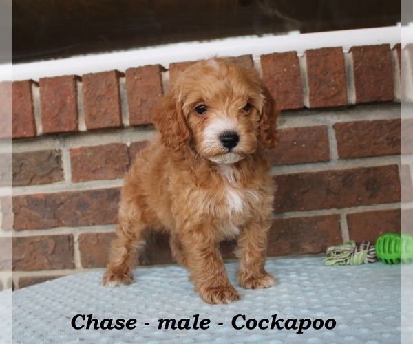 Medium Photo #5 Cockapoo (Miniature) Puppy For Sale in CLARKRANGE, TN, USA