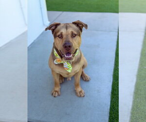 German Shepherd Dog-Unknown Mix Dogs for adoption in Los Angeles, CA, USA