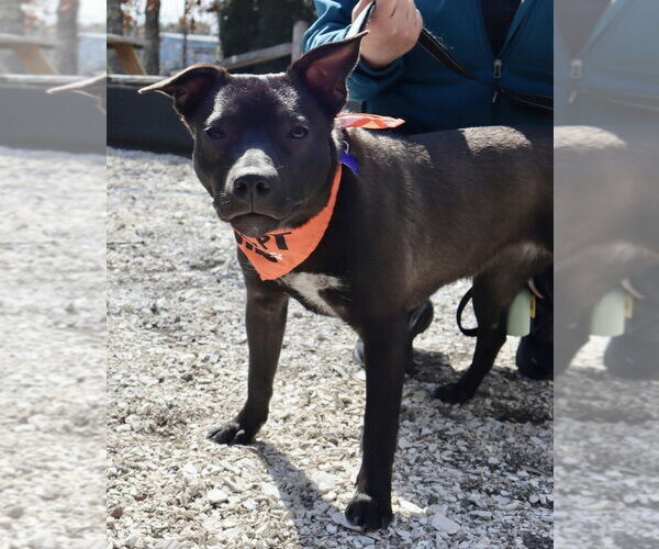 Medium Photo #21 Aussiedor Puppy For Sale in Oak Bluffs, MA, USA