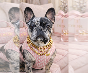 Mother of the French Bulldog puppies born on 10/17/2025