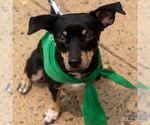 Small #3 Chihuahua Mix