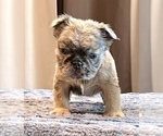 Small #21 English Bulldog