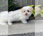 Small #2 Maltipoo