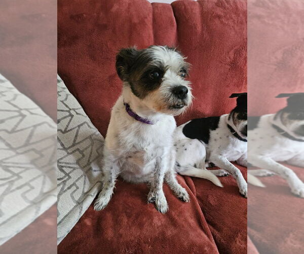 Medium Photo #2 Ratshi Terrier Puppy For Sale in Minneapolis, MN, USA