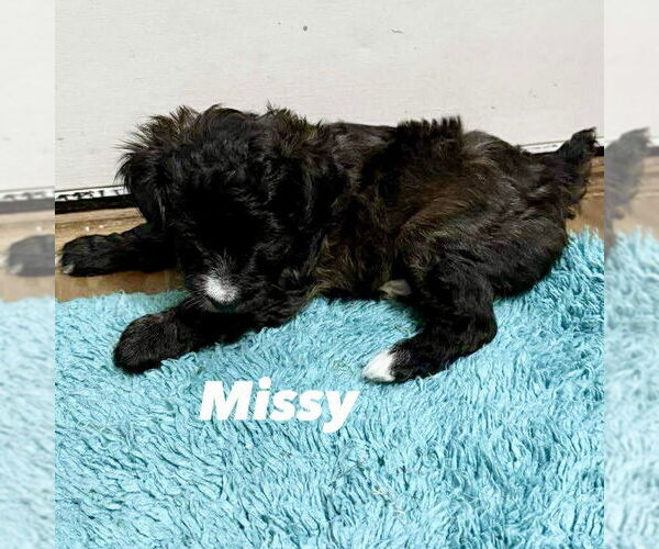 Medium Photo #2 Mutt Puppy For Sale in Spring Lake, NC, USA