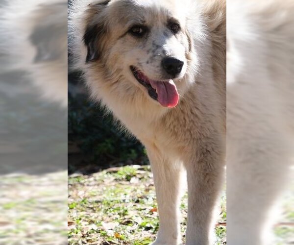 Medium Photo #5 Great Pyrenees Puppy For Sale in Spring, TX, USA