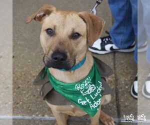 Labrador Retriever-Unknown Mix Dogs for adoption in Washington, DC, USA