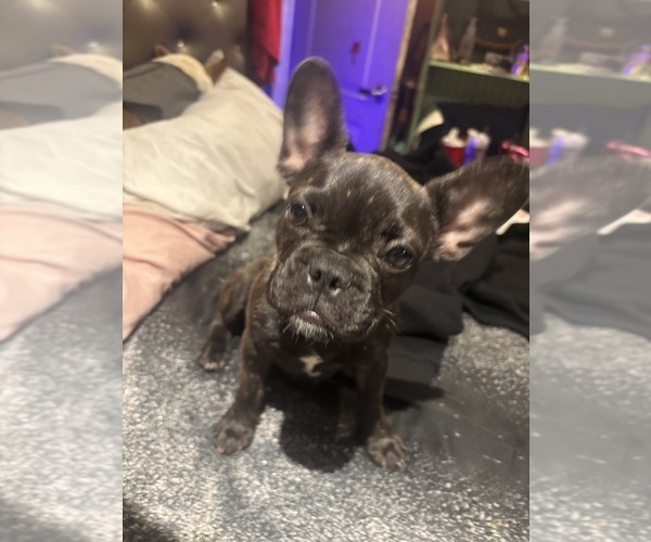 Medium Photo #3 French Bulldog Puppy For Sale in LOS ANGELES, CA, USA