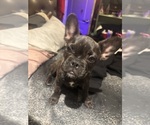 Small #2 French Bulldog