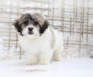 Zuchon Puppy for sale in MARIETTA, GA, USA