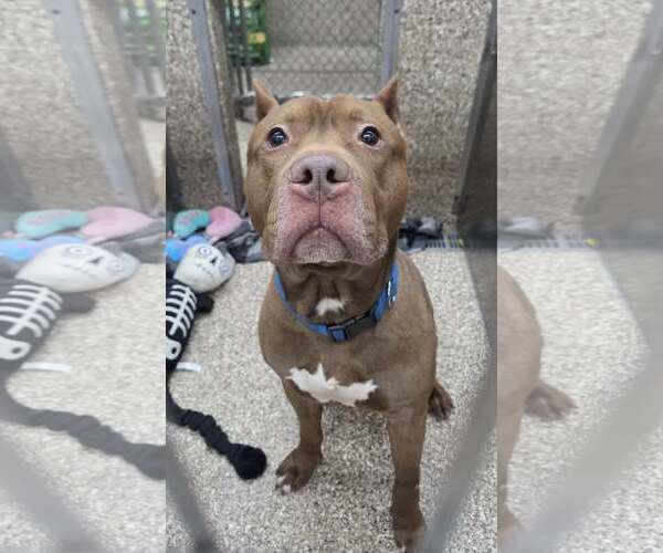 Medium Photo #2 Mutt Puppy For Sale in Martinsburg, WV, USA