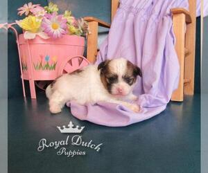 Shiranian Puppy for sale in LE MARS, IA, USA