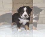 Puppy Cupcake Miniature Australian Shepherd