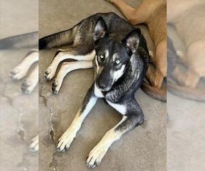 PENNY - Female Gerberian Shepsky Dog for Adoption - Photo #2