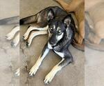 Small Photo #2 Gerberian Shepsky Puppy For Sale in San Bernardino, CA, USA