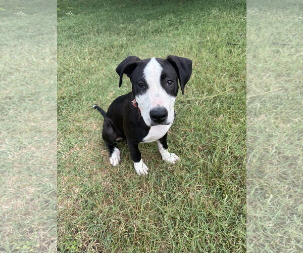 Medium Photo #6 American Staffordshire Terrier-Unknown Mix Puppy For Sale in Holly Springs, NC, USA