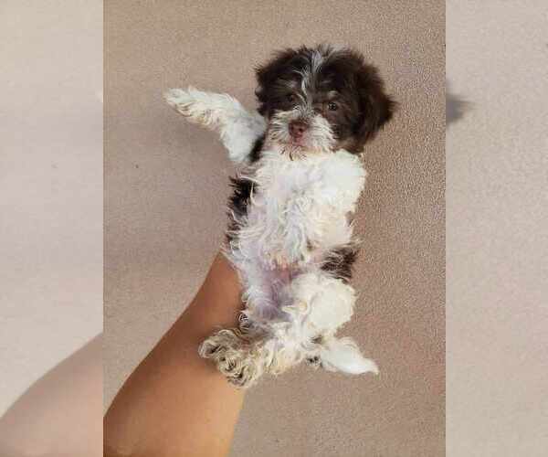Medium Photo #12 Havanese Puppy For Sale in CASA GRANDE, AZ, USA