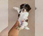 Small Photo #12 Havanese Puppy For Sale in CASA GRANDE, AZ, USA