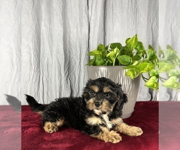 Medium Photo #5 Cavanese Puppy For Sale in GREENWOOD, IN, USA
