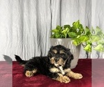 Small Photo #5 Cavanese Puppy For Sale in GREENWOOD, IN, USA