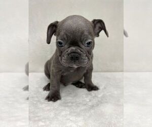 French Bulldog Puppy for sale in CHARLESTON, SC, USA