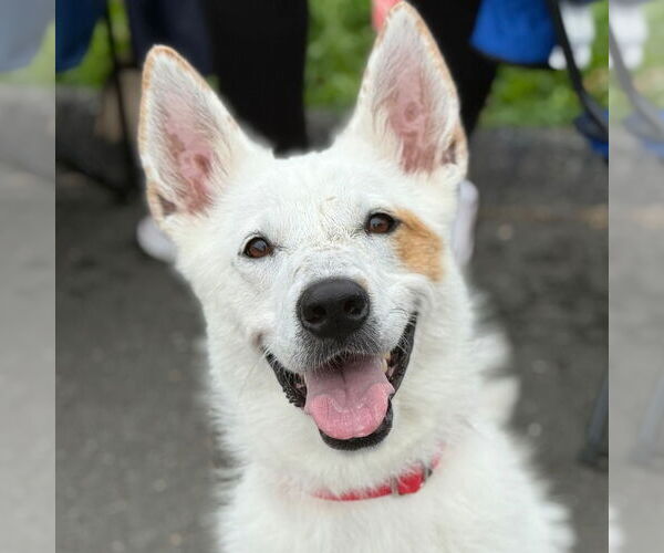 Medium Photo #5 Mutt Puppy For Sale in Canton, CT, USA