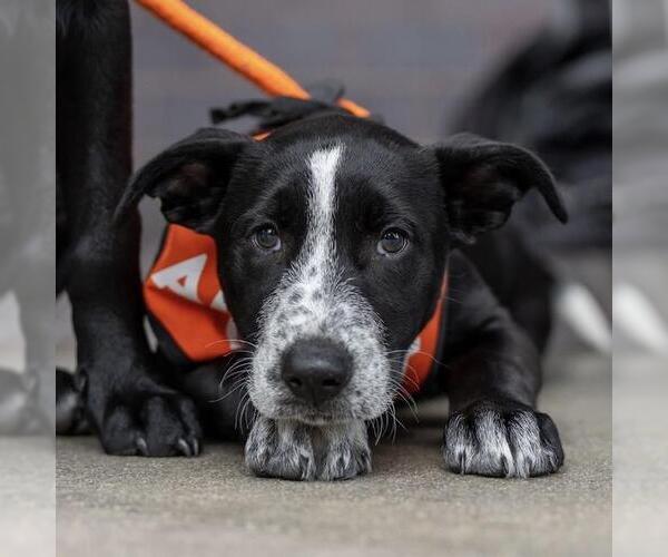 Medium Photo #9 Labrador Retriever-Unknown Mix Puppy For Sale in San Diego, CA, USA