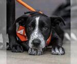 Small #8 Labrador Retriever Mix