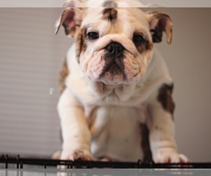 Bulldog Puppy for sale in STOCKTON, CA, USA