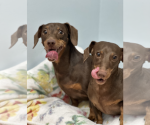 Dachshund Dogs for adoption in Weston, FL, USA