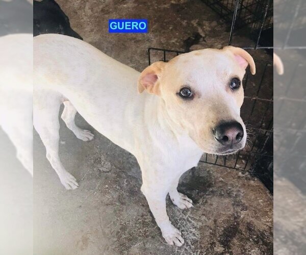 Medium Photo #2 Labrador Retriever-Unknown Mix Puppy For Sale in Woodland Hills, CA, USA