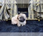 Small Photo #9 Shih Tzu Puppy For Sale in HAYWARD, CA, USA