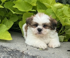 Shih Tzu Puppy for sale in CANOGA, NY, USA