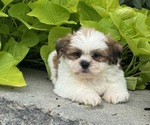 Small Shih Tzu